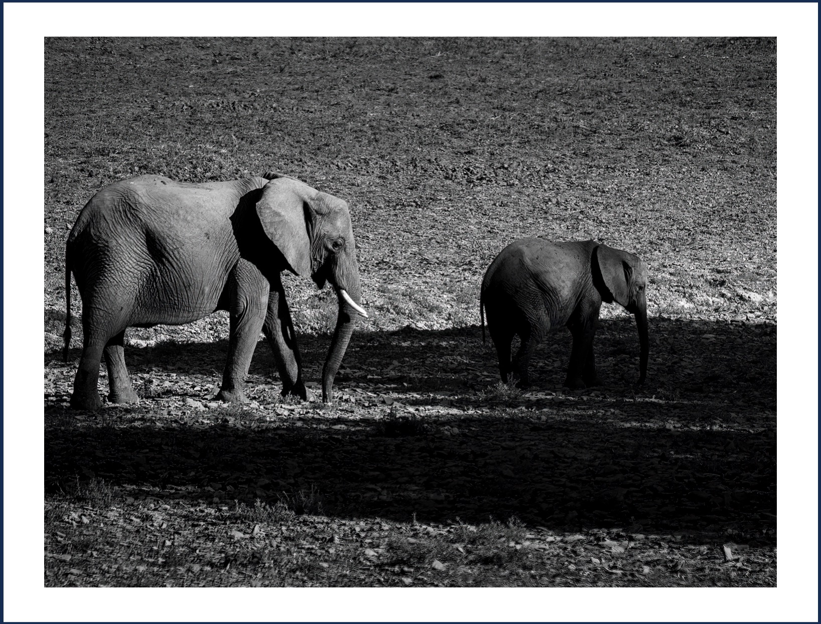 Elephants at Mfuwe