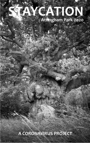 Staycation Cover - Attingham Park 2020 - Old Oak tree
