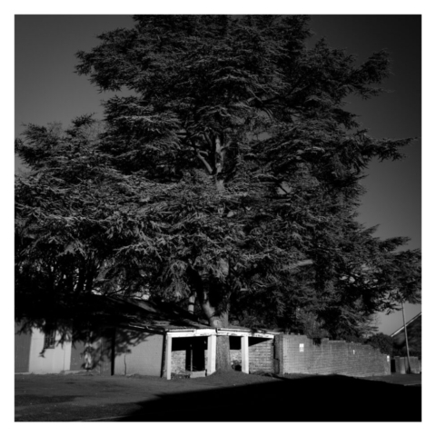 An oak tree going through a disused building block