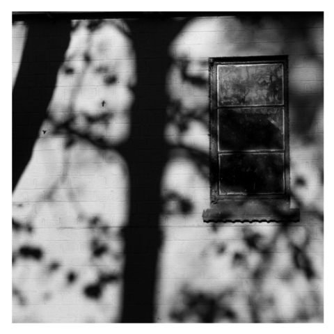 Shadow of a tree cast on the outside of a bring and concrete block building