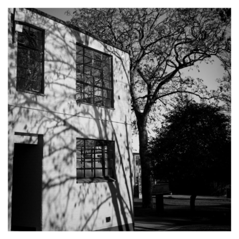 Shadow of a tree cast on the outside of a bring and concrete block building