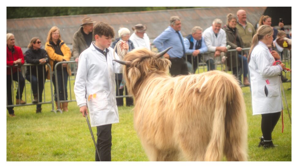 Highland cattle being shown at the Shropshire Show - junior section