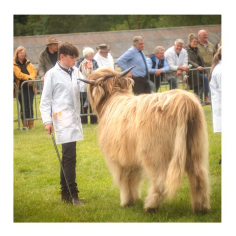 Highland cattle being shown at the Shropshire Show - junior section