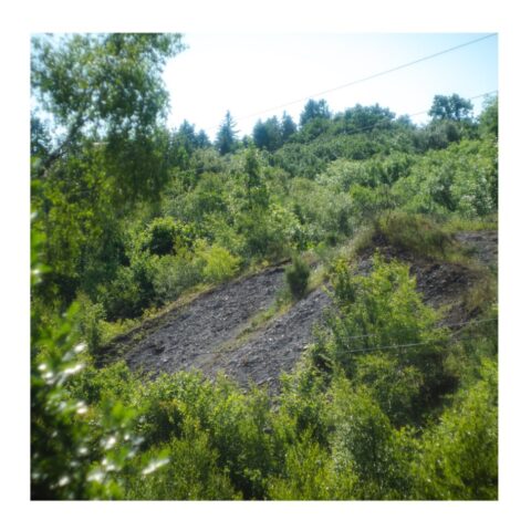 Overgrown spoil tip Overgrown spoil tip