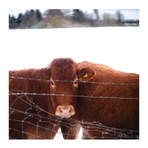 Cows in the snow near Stokesay Castle Cows in the snow near Stokesay Castle